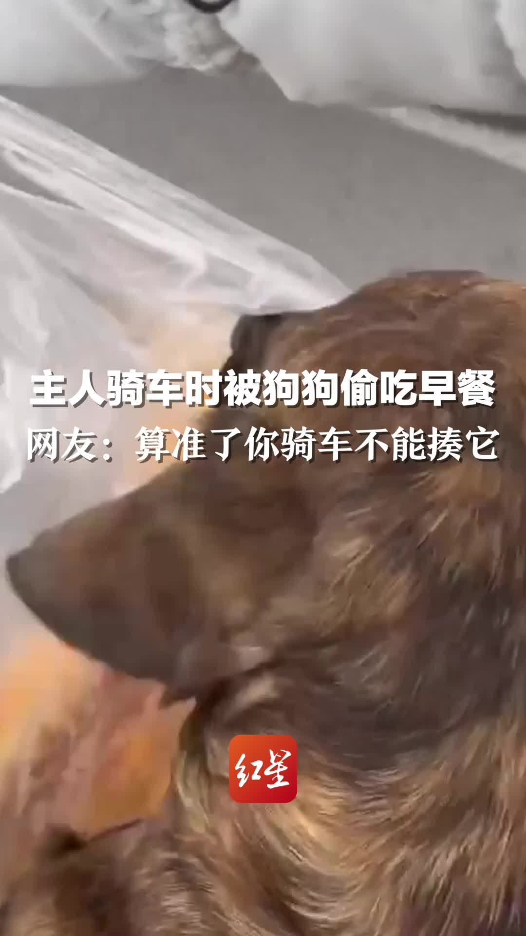 主人骑车时被狗狗偷吃早餐，网友：算准了你骑车不能揍它