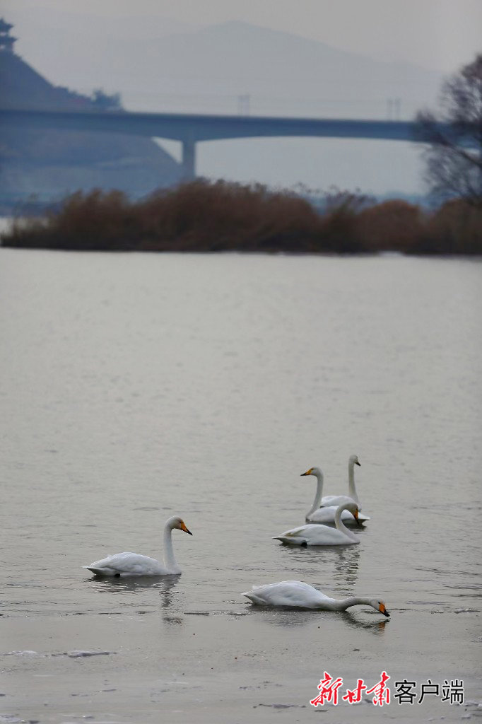 兰州市西固区达川镇的三江口再次迎来了越冬的天鹅