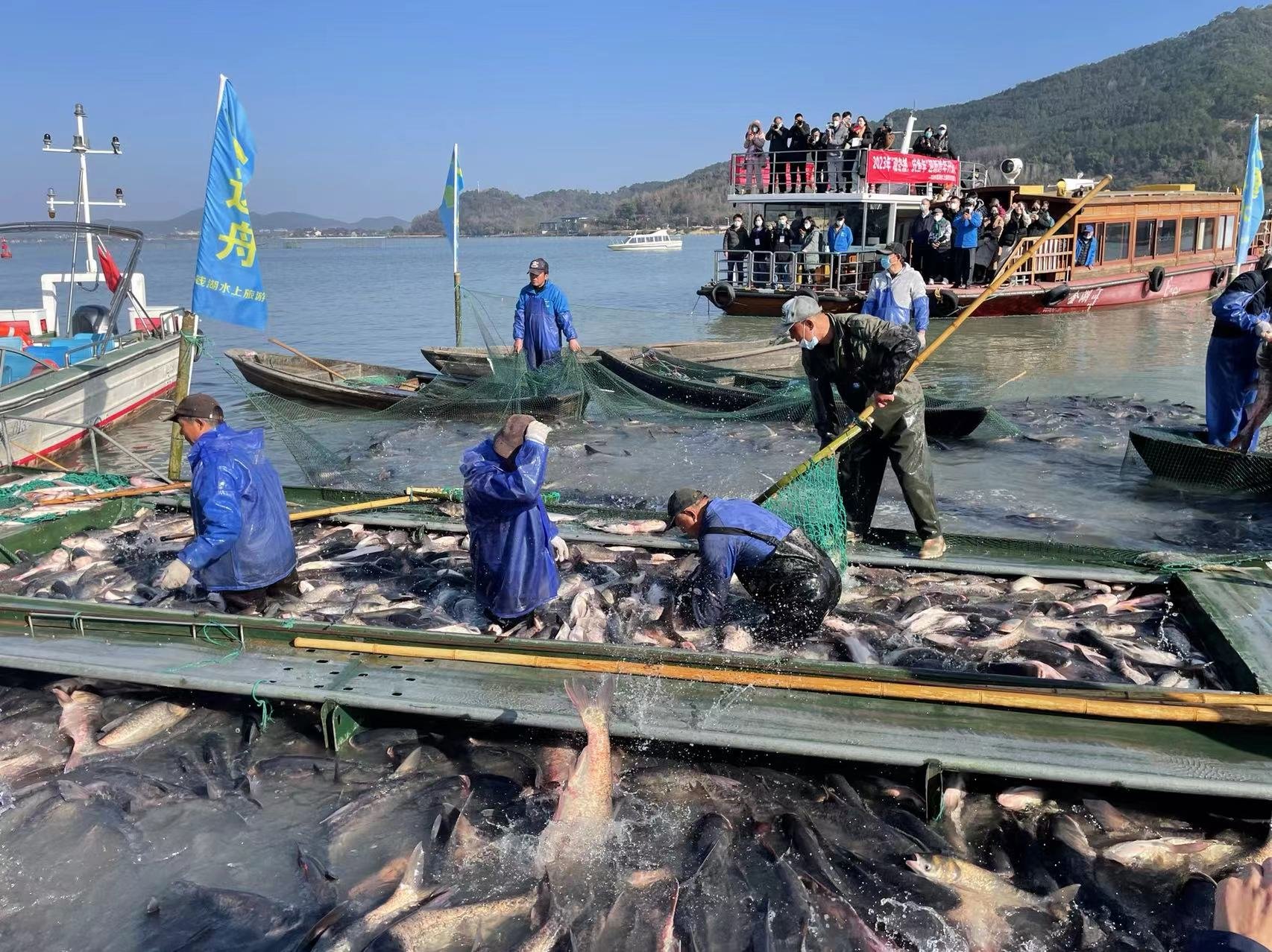 鱼跃人欢庆余年，山青水碧呈画卷 浙江最大淡水湖东钱湖冬捕起网