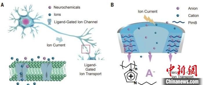 中国科学家这项最新研究成果有望解码人类大脑“化学语言”