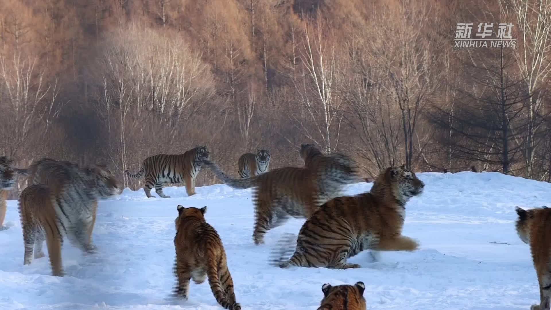 野化训练开启！看东北虎雪地吃鸡