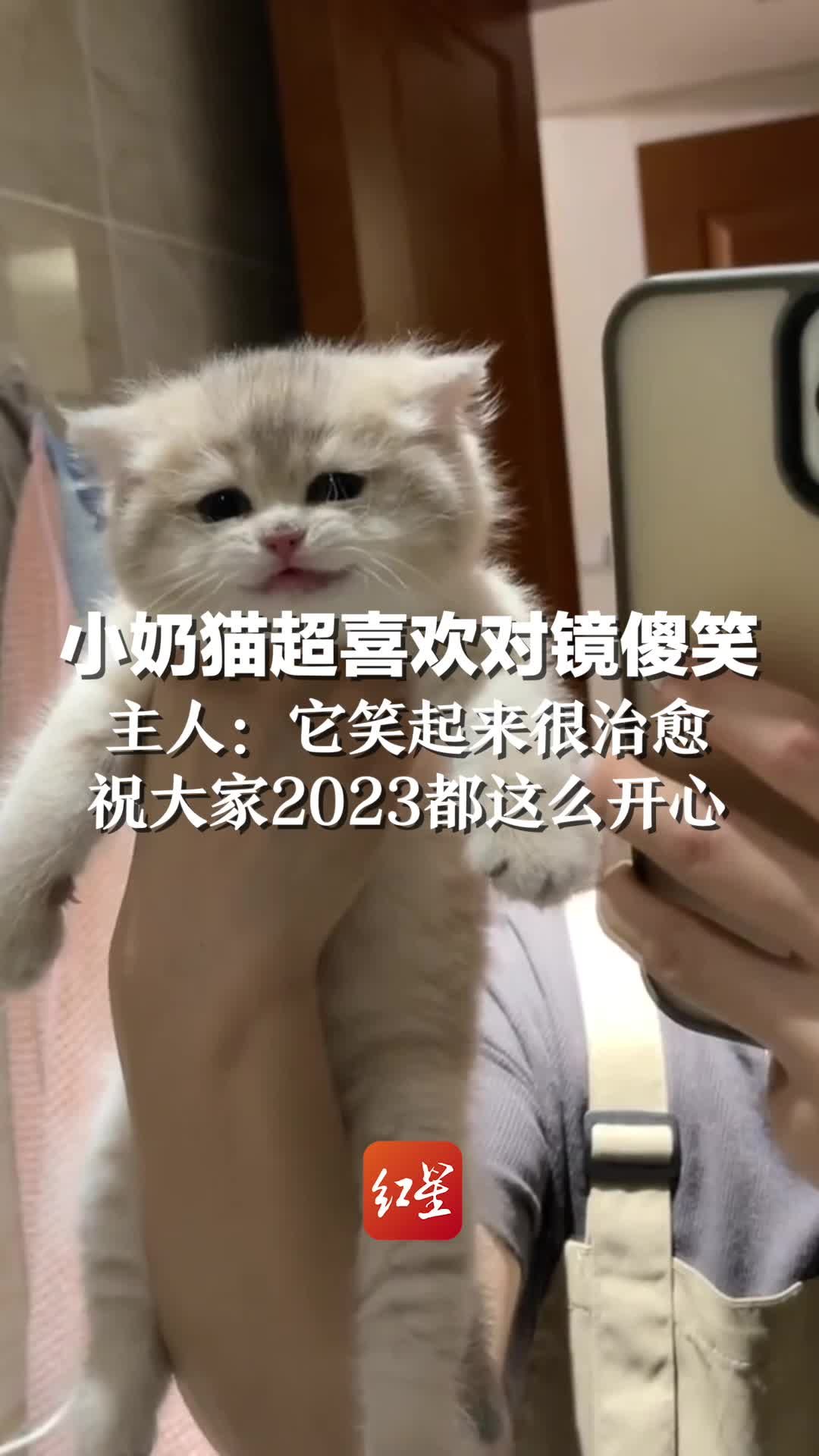 小奶猫超喜欢对镜傻笑，主人：它笑起来很治愈 祝大家2023都这么开心