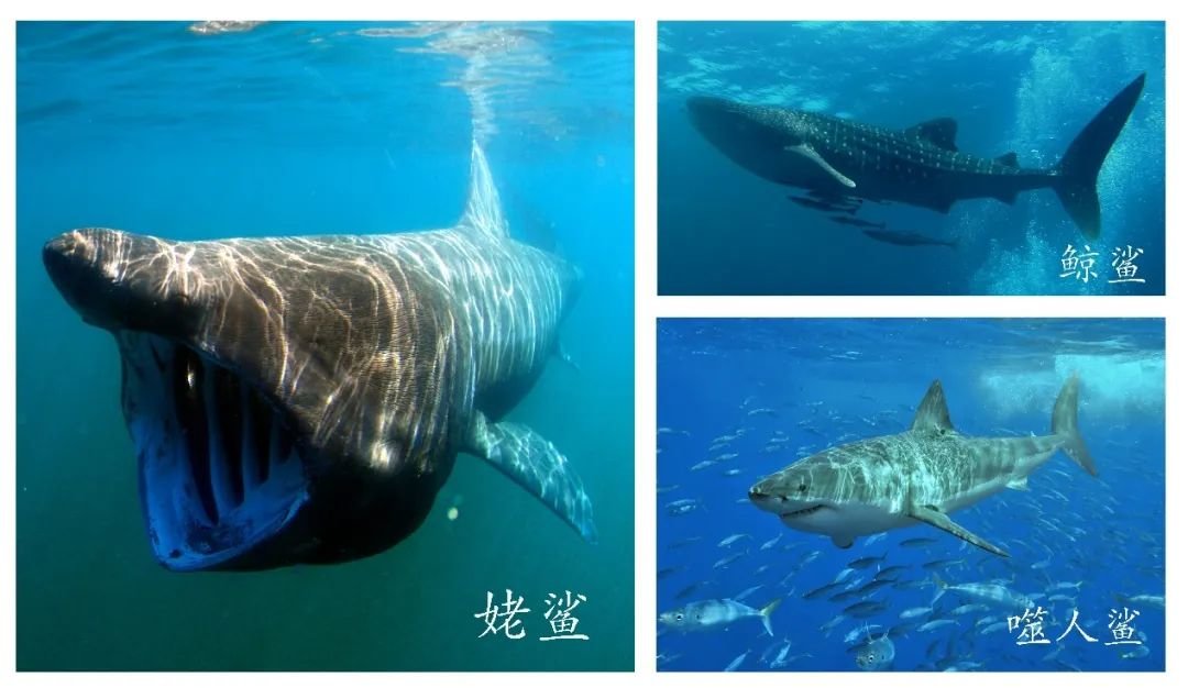 图1. 三种国家二级保护鲨丨来源：wikipedia