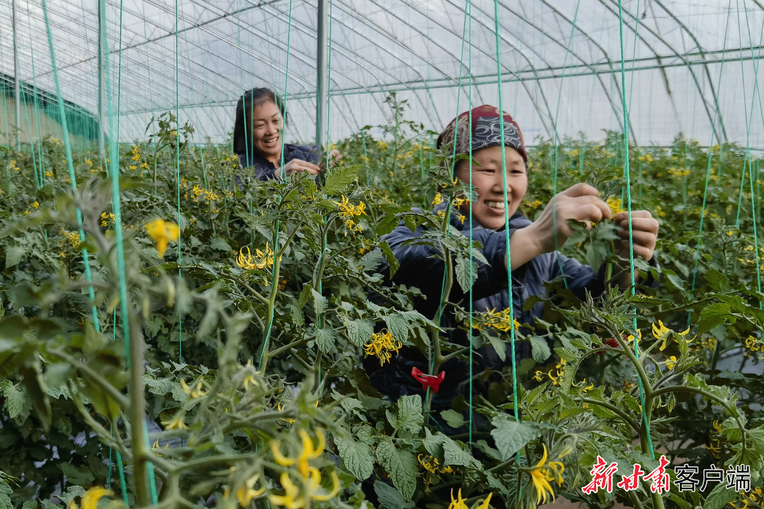 种植户在大棚里忙碌