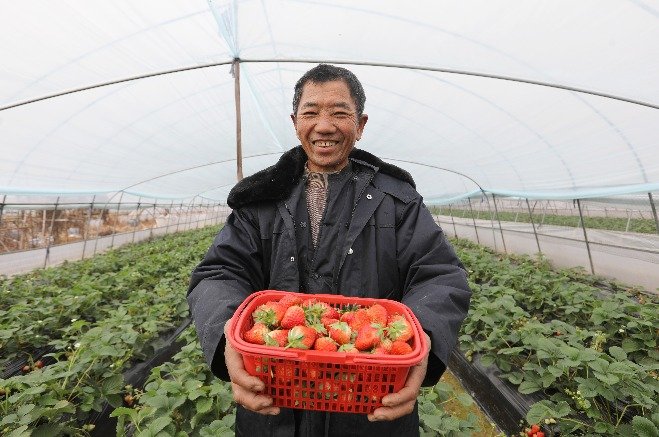 江西东乡：草莓丰收绽笑颜