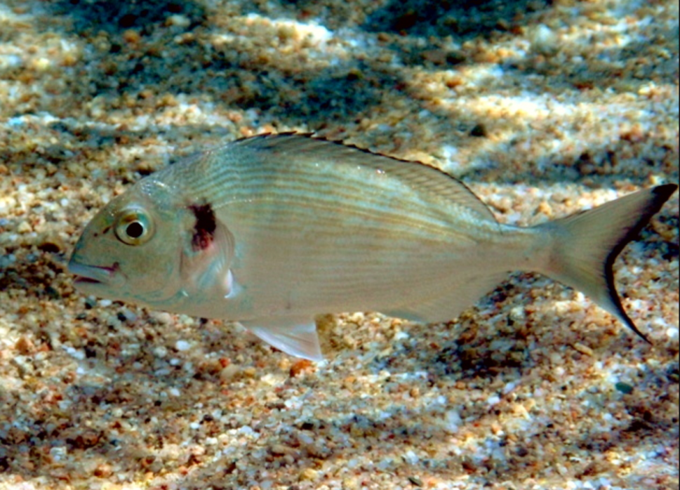 雌性先熟的金头鲷 ( Sparus aurata ) ，图片来源：Wikimedia
