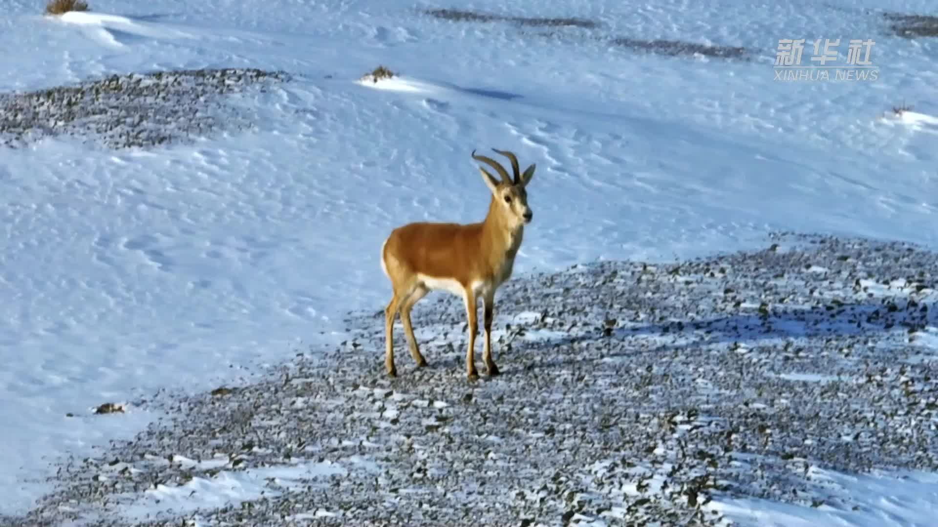 国家二级保护动物鹅喉羚现身额济纳旗大漠雪原