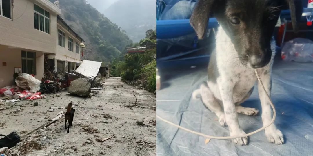 李兰霞的两条狗