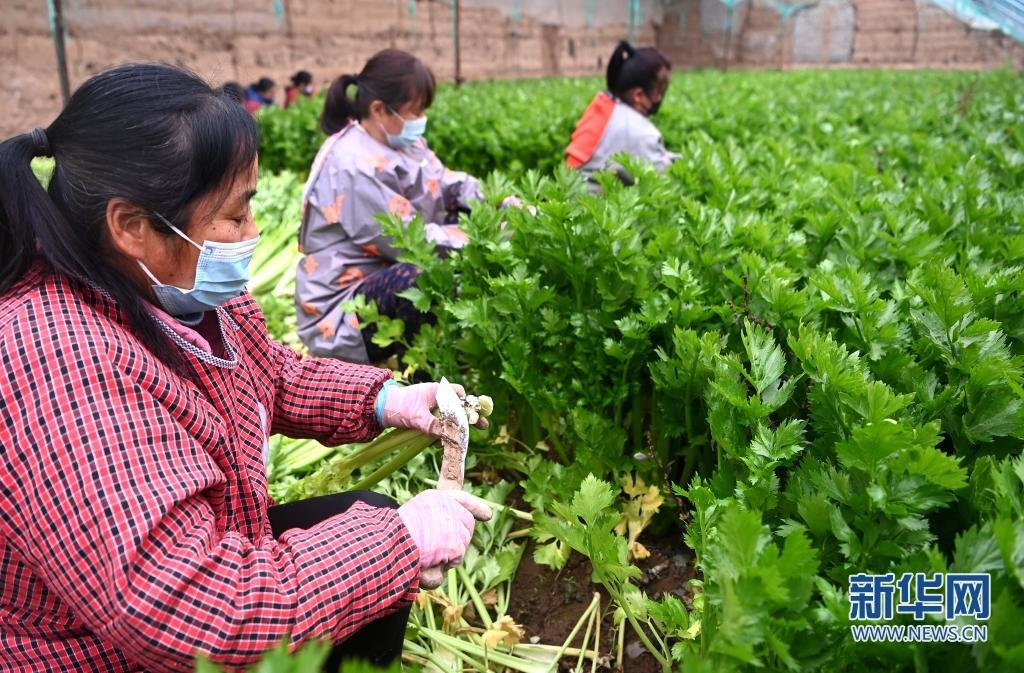 1月13日，工人在西安市高陵区何村的蔬菜大棚里整理采收的芹菜。