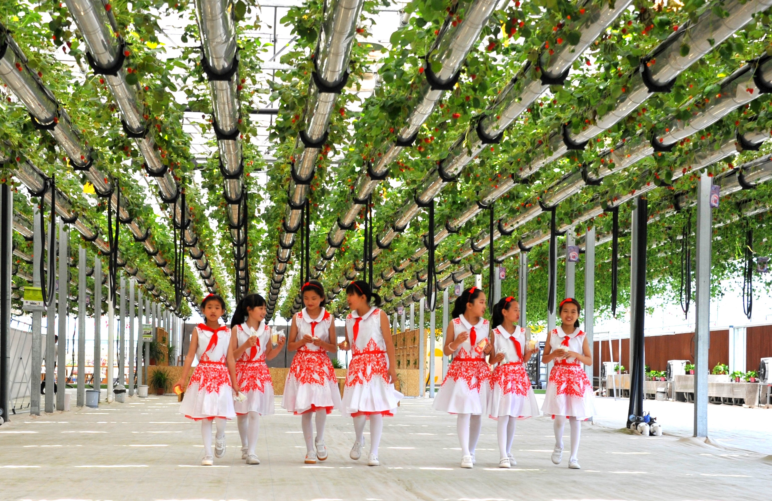 夏邑：发展高效农业 助推乡村振兴