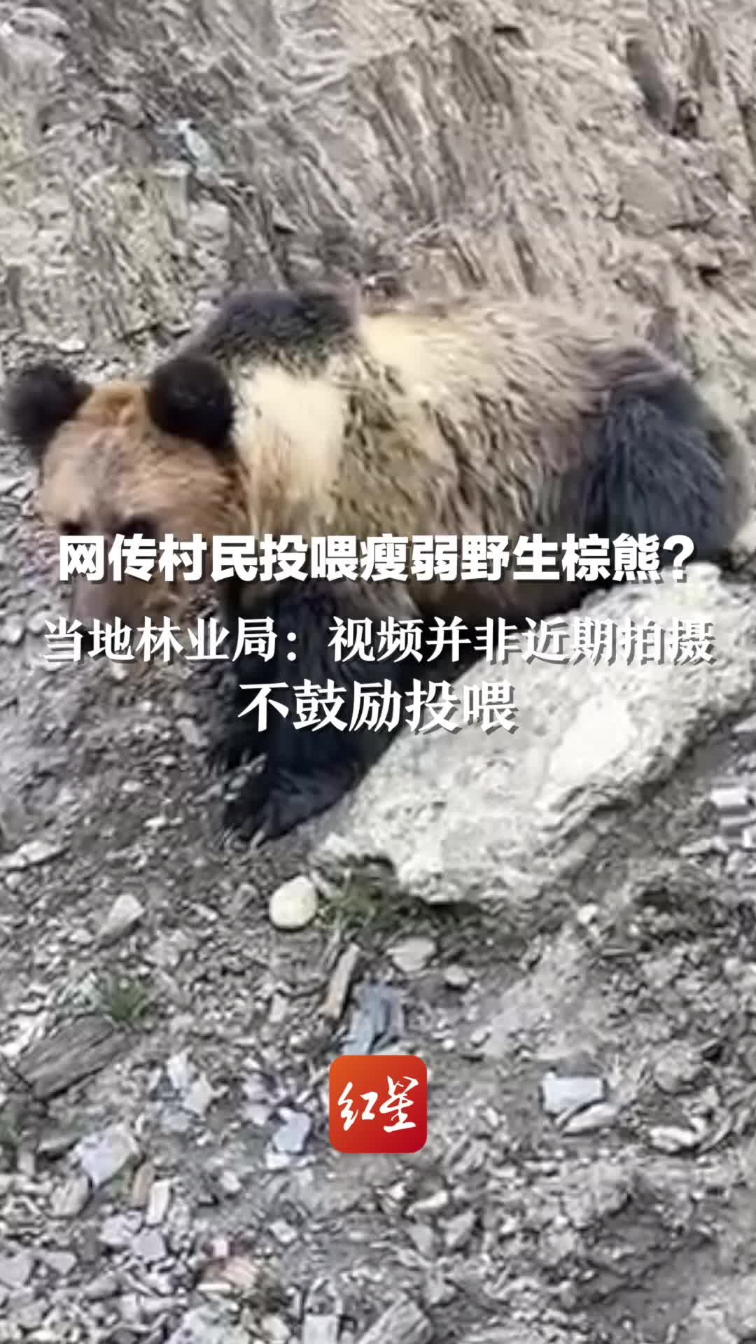 网传村民投喂瘦弱野生棕熊？林草局回应：视频并非近期拍摄，不鼓励投喂