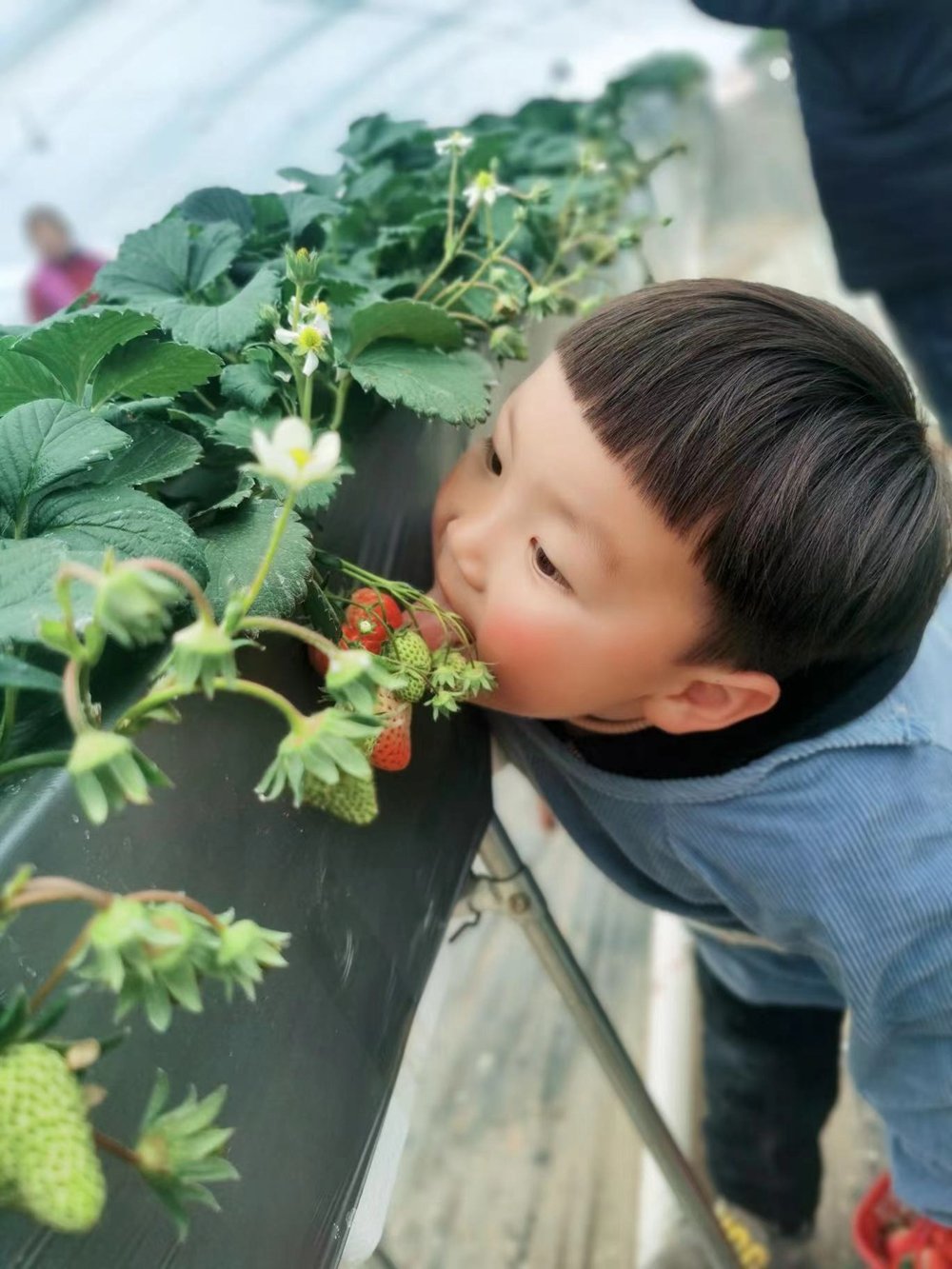 春节去哪里？黄陂等着您