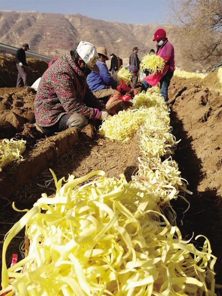 韭黄种植已成我市乡村振兴的“黄金产业”