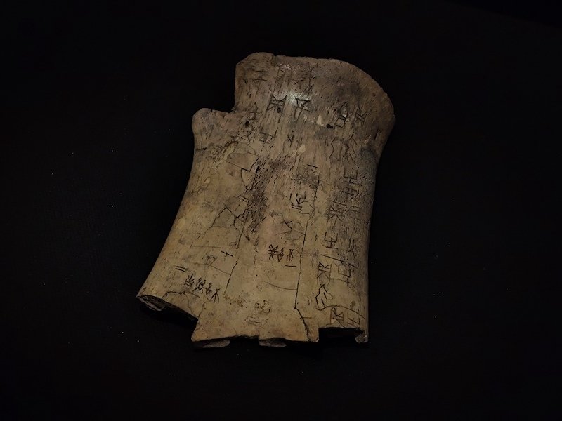 龟甲5030 商武丁时期 牛肩胛骨残片