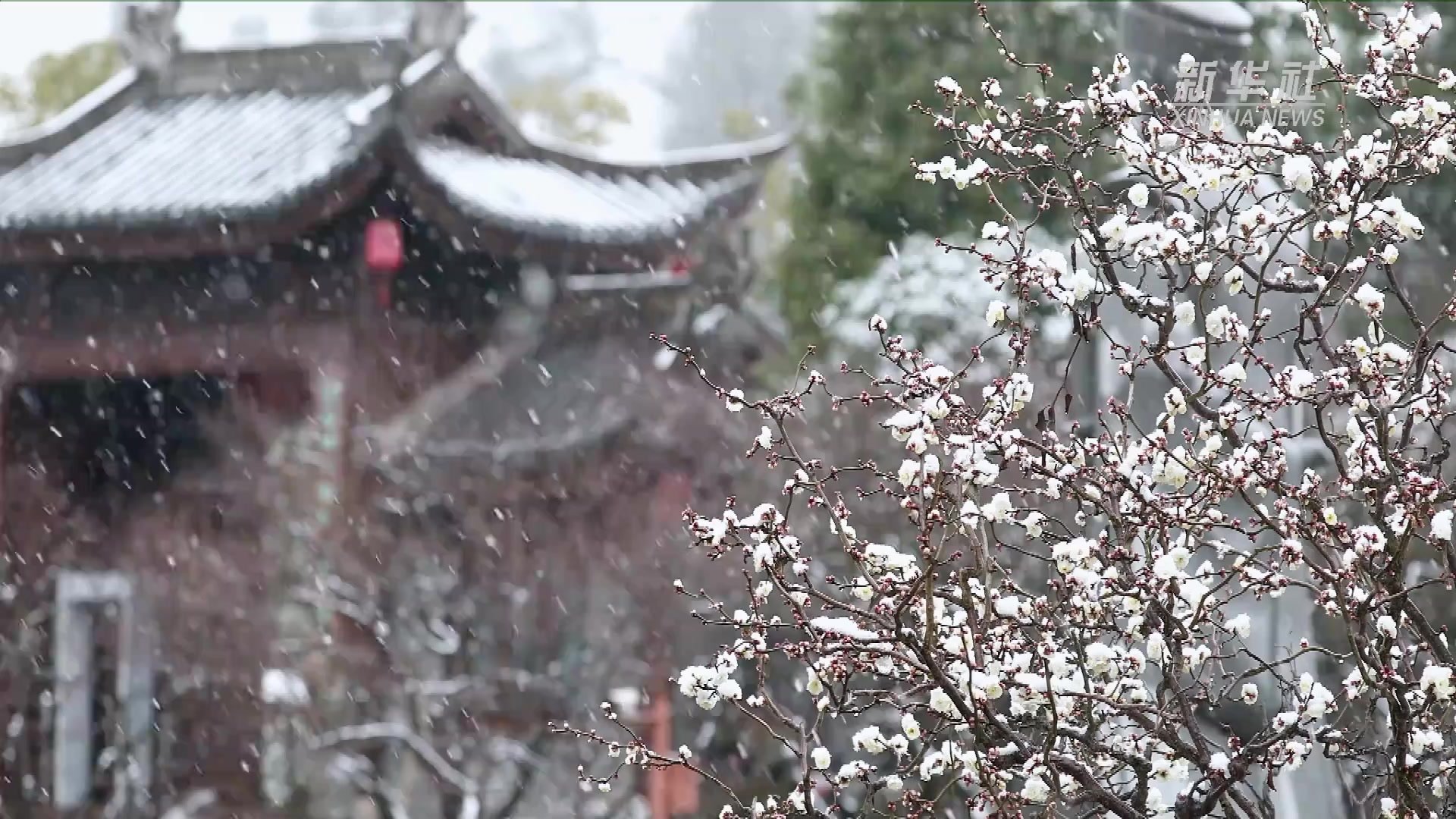 重庆南川：梅花傲雪美如画