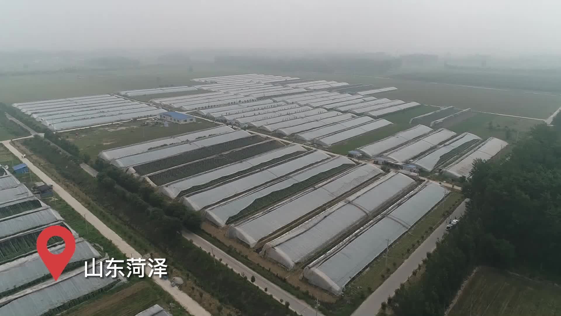 千城百县看中国｜山东菏泽：蔬菜大棚里收获的幸福