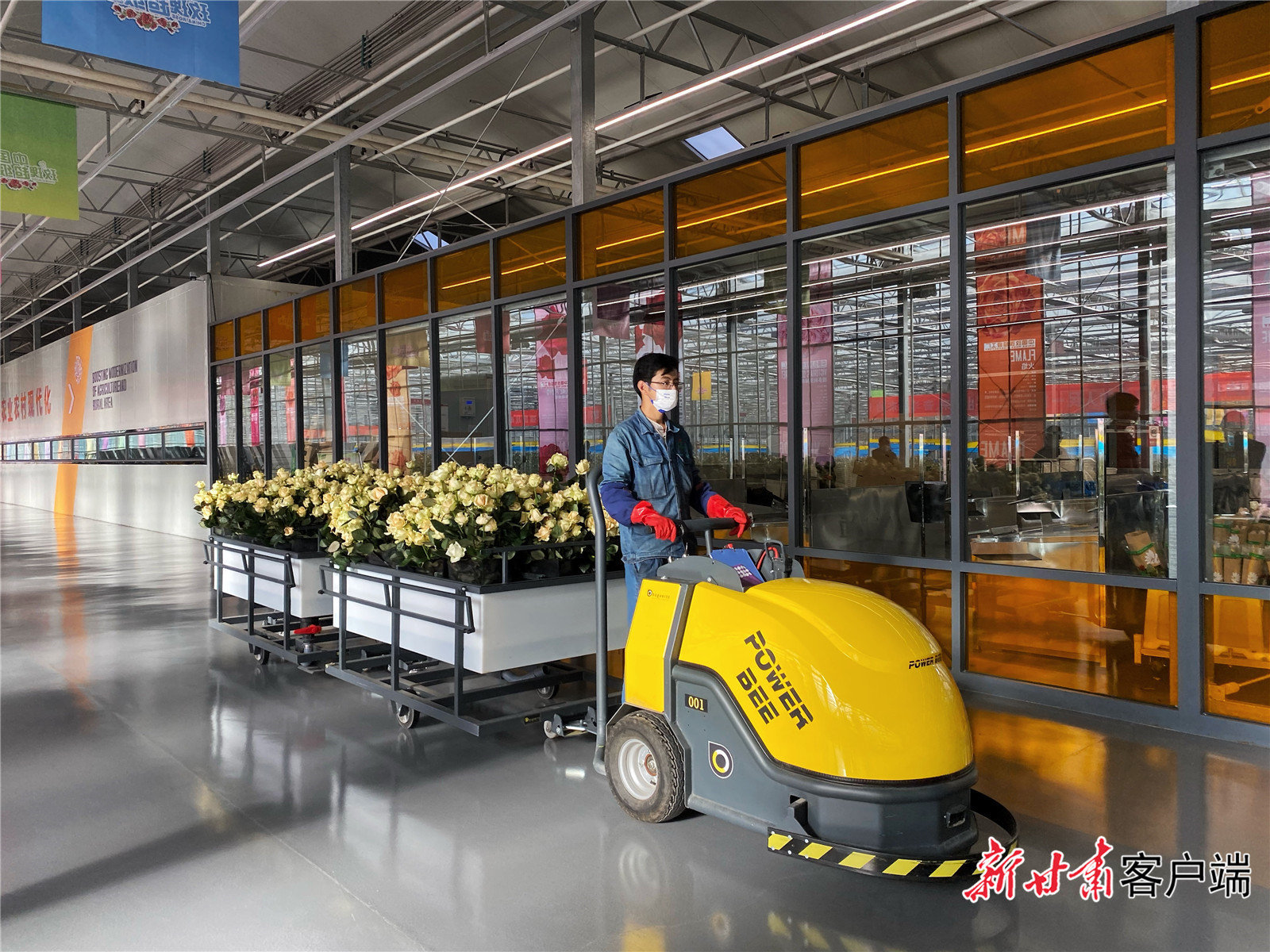 工人将采摘的鲜花运送至包装区