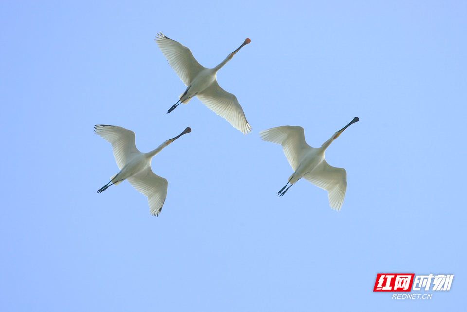 白琵鹭。资料图