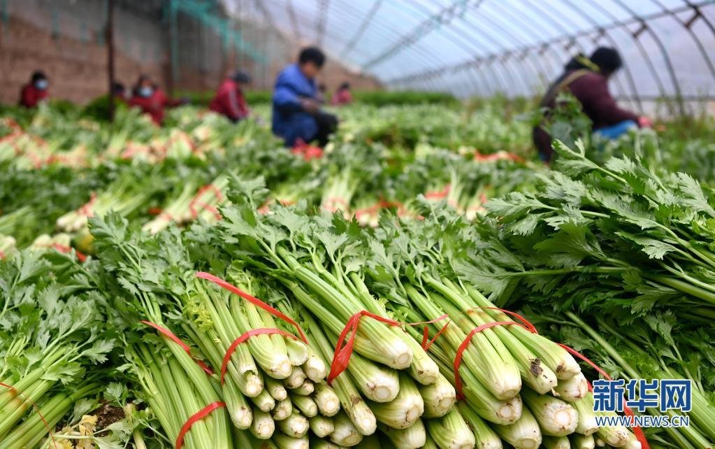 1月13日，工人在西安市高陵区何村的蔬菜大棚里收获芹菜。
