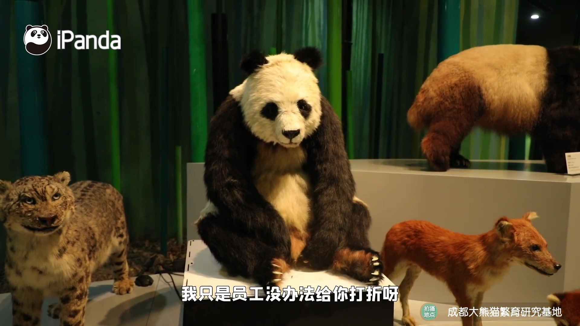 全球首只仿生大熊猫机器人小川来啦