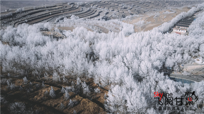兰州榆中现雾凇：冰洁雾饶珠帘垂 玉树琼枝轻摇曳