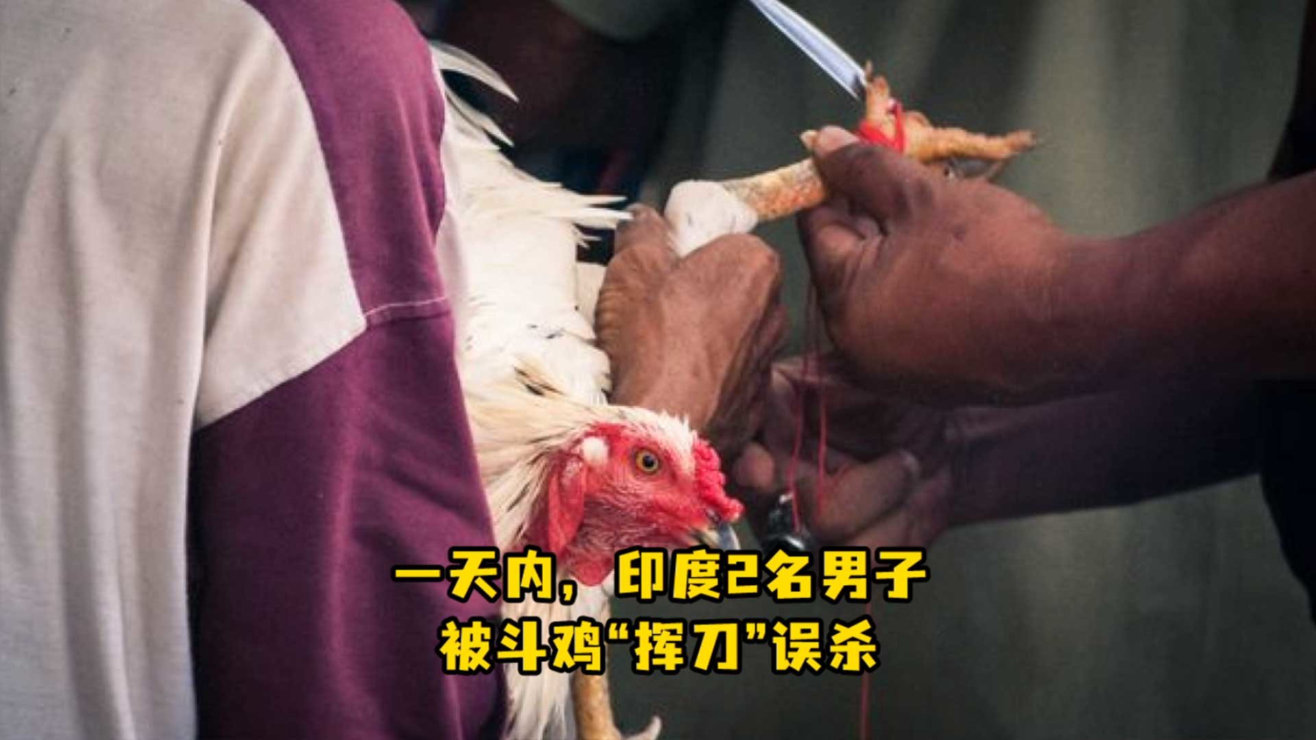 一天内，印度2名男子被斗鸡“挥刀”误杀