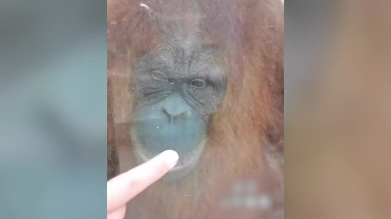 面对游客互动，红猩猩献上热吻