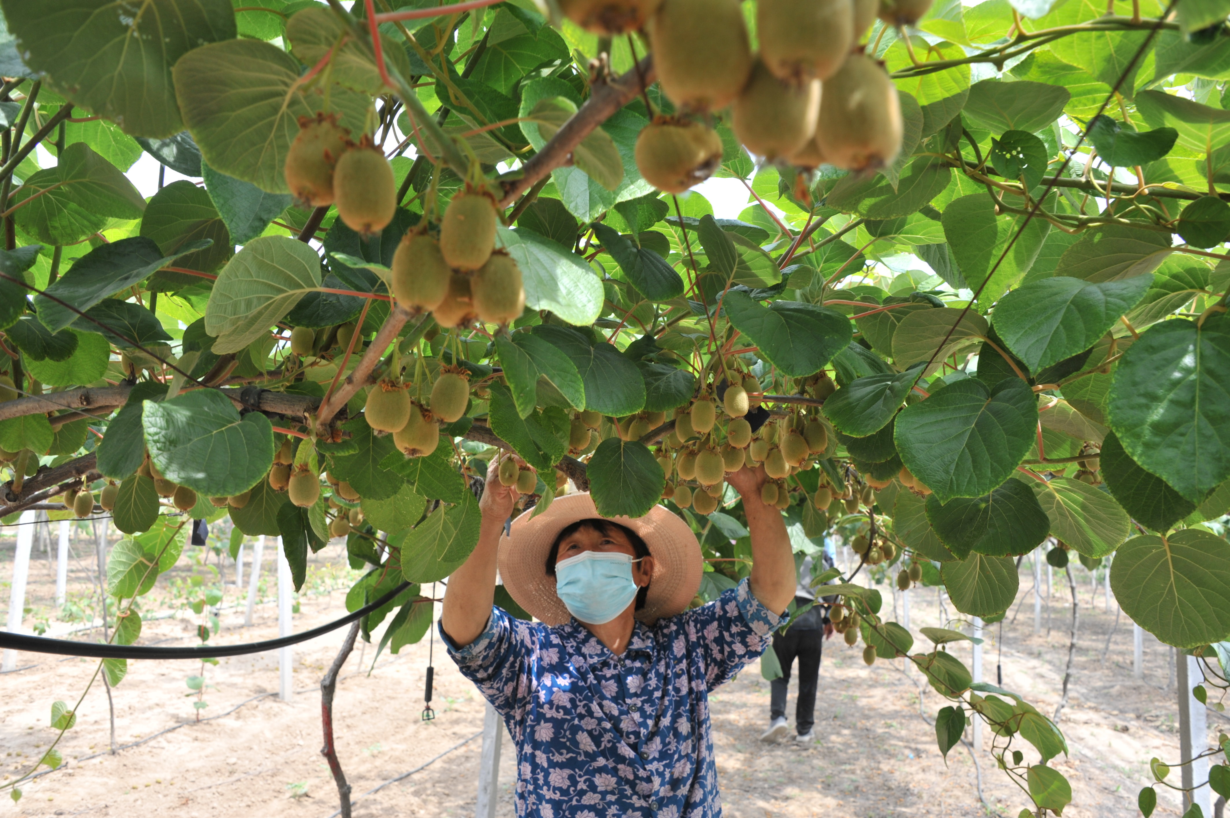 夏邑：发展高效农业 助推乡村振兴