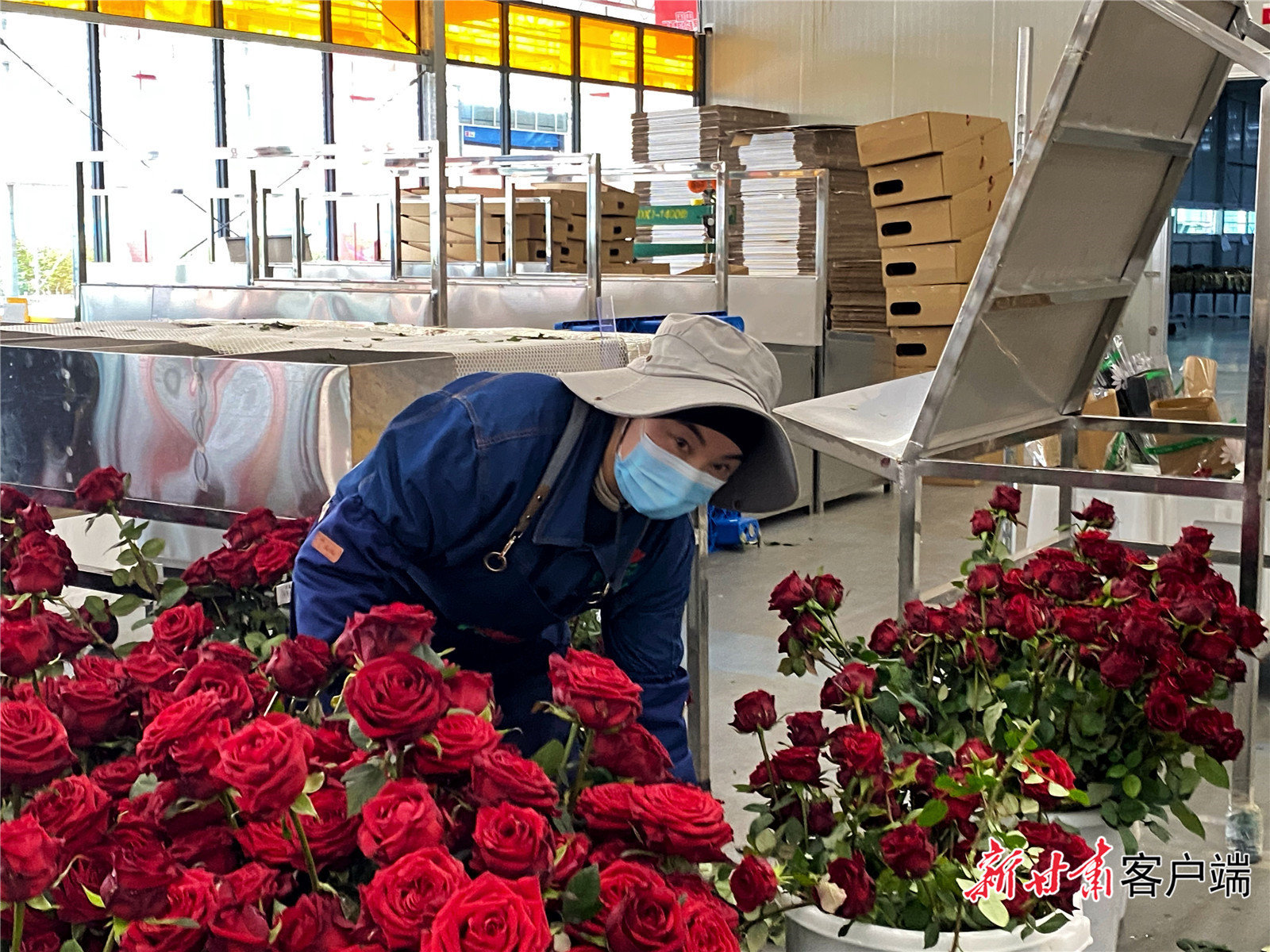 百益亿农国际鲜花港工人正在进行玫瑰包装工序（本文图片均由新甘肃&middot;甘肃日报记者 王虎 摄）