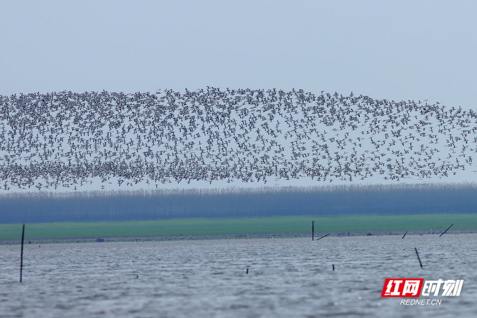候鸟迁飞的壮观场景。资料图