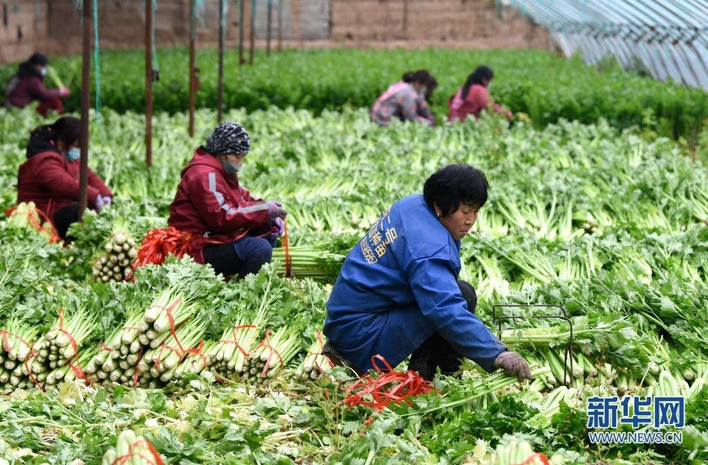 1月13日，工人在西安市高陵区何村的蔬菜大棚里采收芹菜。
