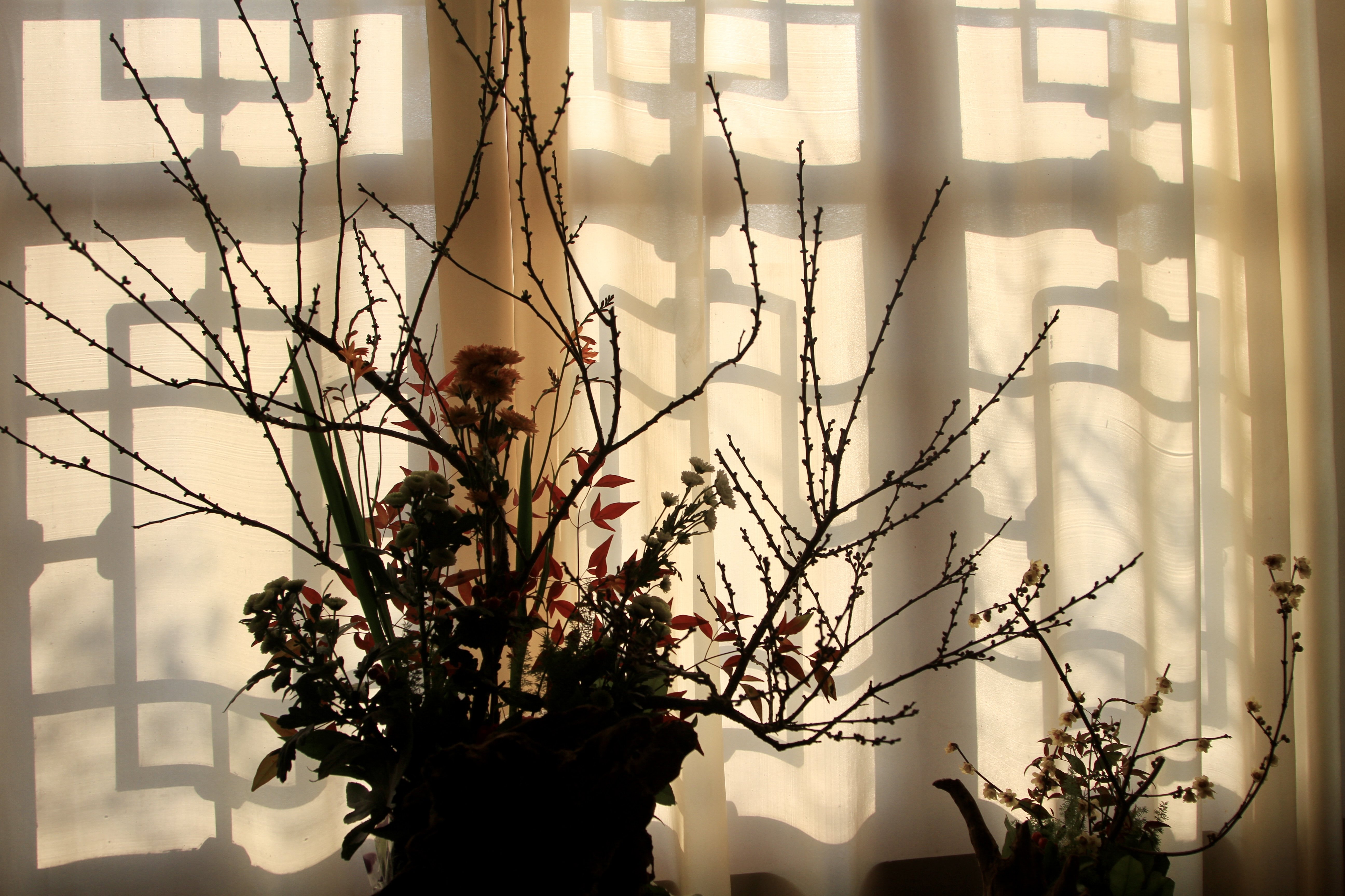 “梅”好生活 我在东湖等你——武汉东湖梅园正式开园