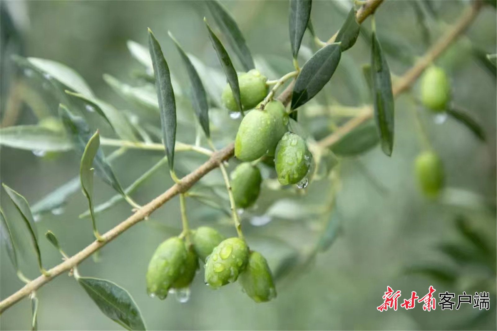 雨后的油橄榄