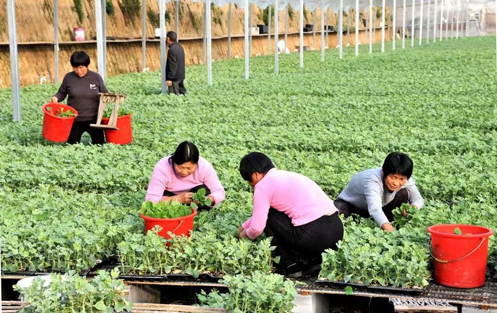 夏邑：发展高效农业 助推乡村振兴