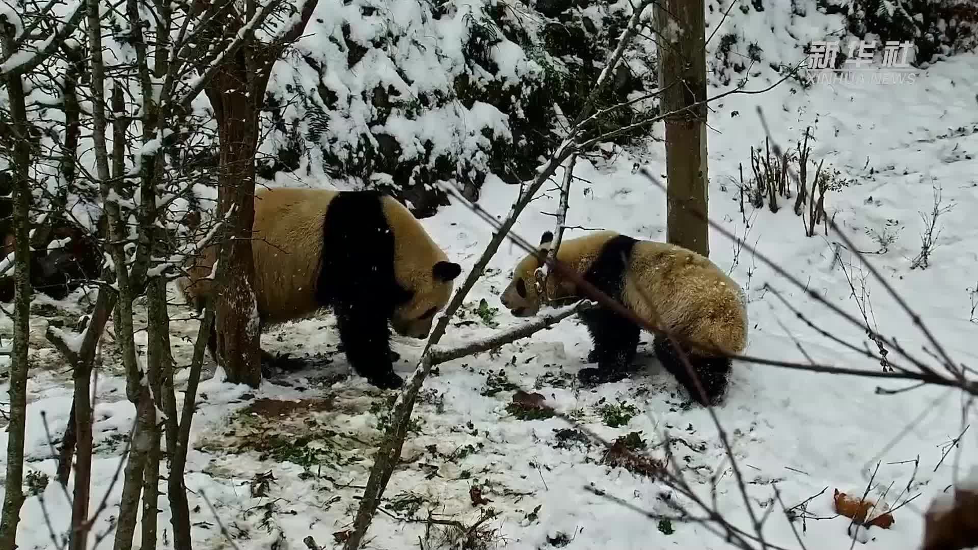 四川：大熊猫雪中嬉戏