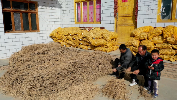 塔吊司机为"药"事返乡:先试水后带动 村里有"致富方"