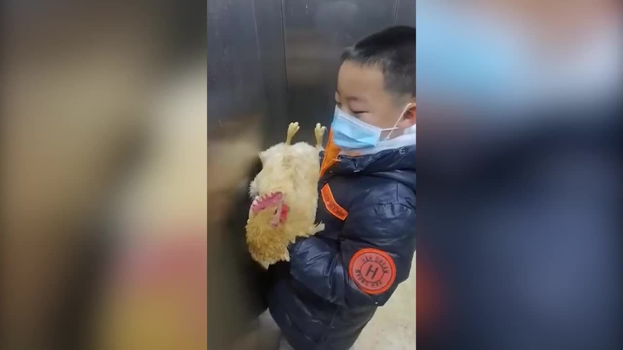 小男孩养宠物鸡每天抱下楼“遛”，妈妈：会一直养下去