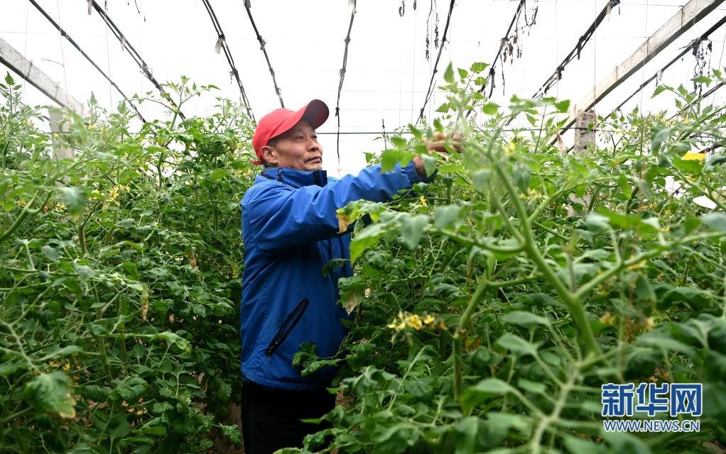 1月13日，工人在西安市高陵区何村的蔬菜大棚里管护蔬菜。