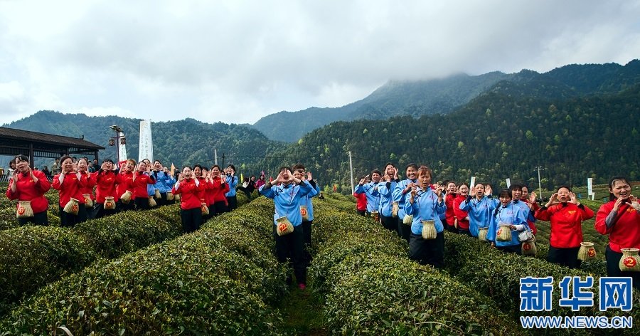 图为九江市修水县举办采茶大赛，吸引各地游客前来参加。新华网 发 徐高勇 摄