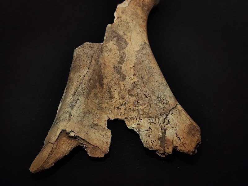 甲骨5410 此甲片卜问向先祖施行“岁”祭