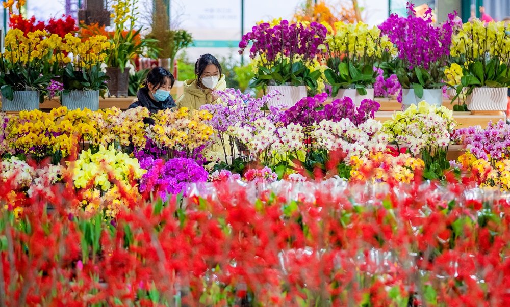 春节去哪里？黄陂等着您