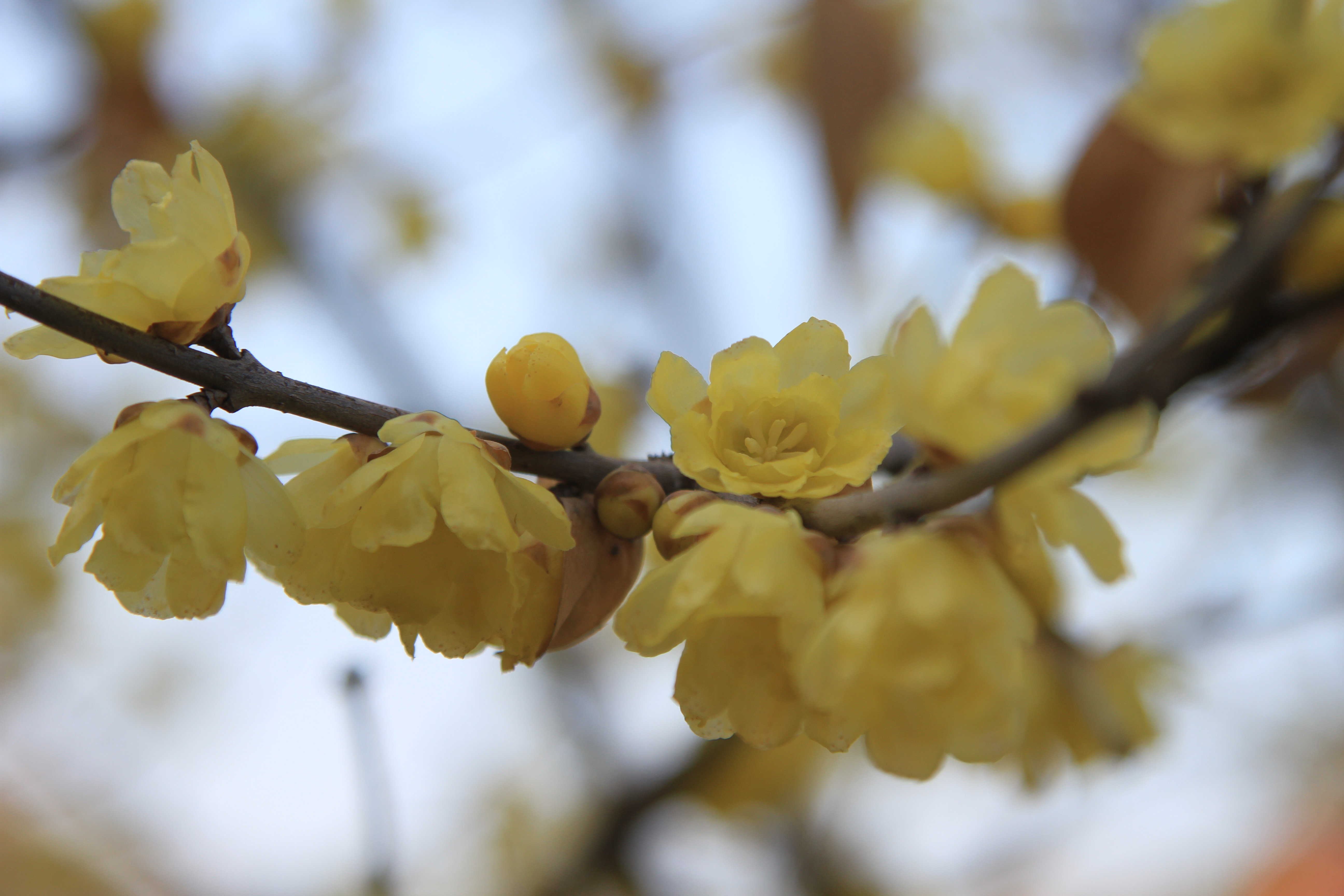 “梅”好生活 我在东湖等你——武汉东湖梅园正式开园