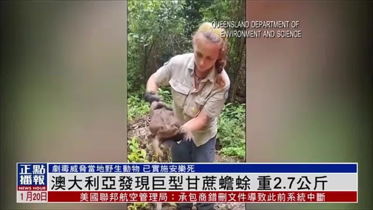澳大利亚发现巨型甘蔗蟾蜍 重2.7公斤