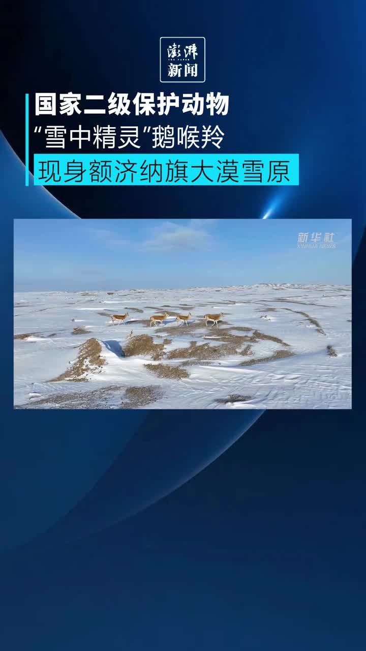 国家二级保护动物鹅喉羚现身额济纳旗大漠雪原