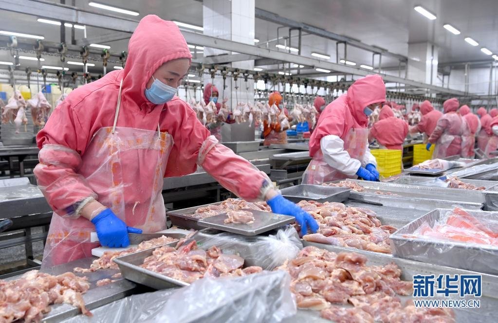 1月13日，陕西西咸新区泾河新城好邦食品股份有限公司的工人在鸡肉生产线上进行分割作业。