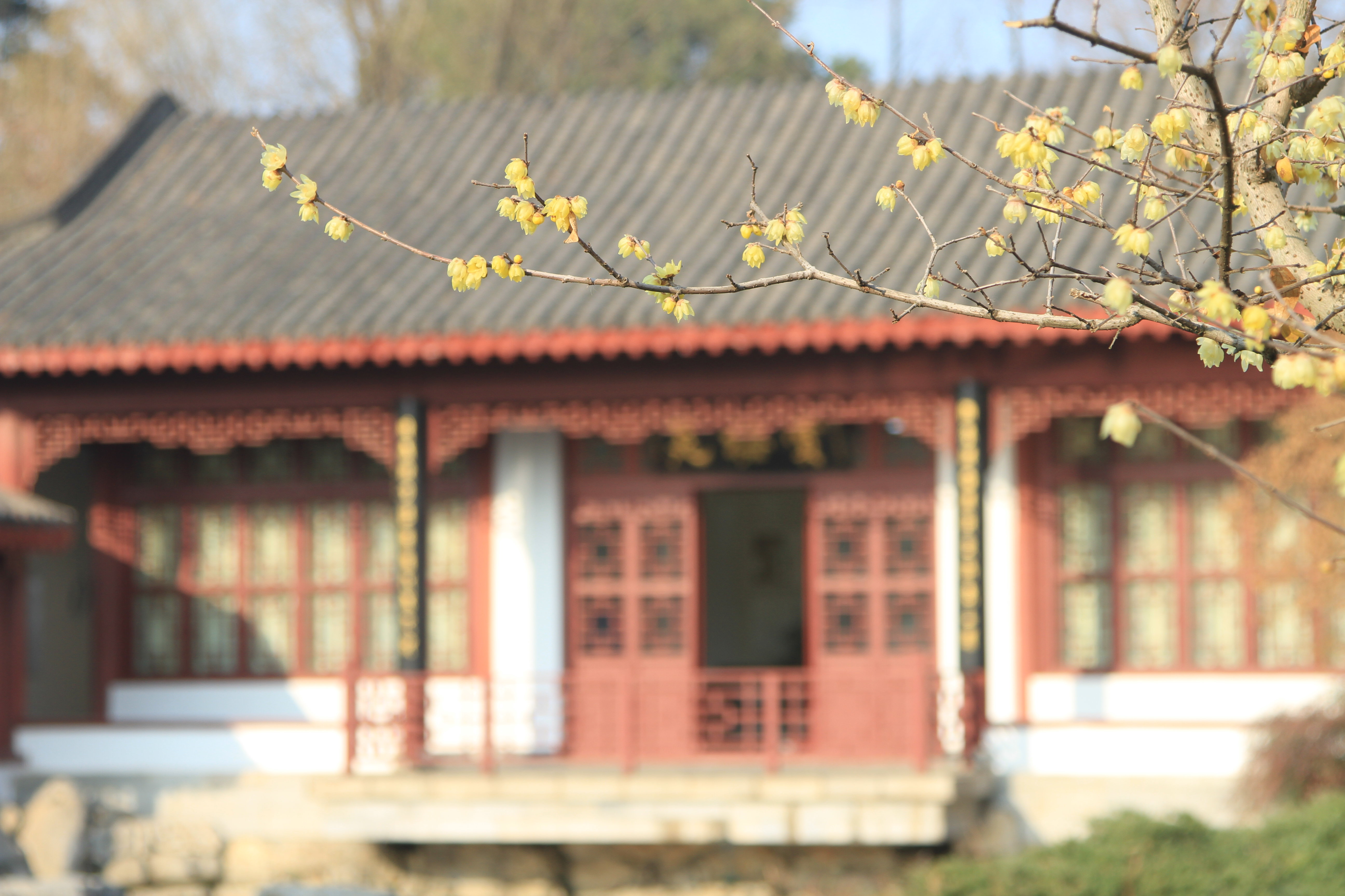 “梅”好生活 我在东湖等你——武汉东湖梅园正式开园