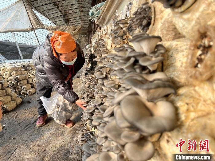 图为廊坊市安次区园农丰蔬菜种植专业合作社，菜农正从菌袋上采收蘑菇。　刘建斌 摄