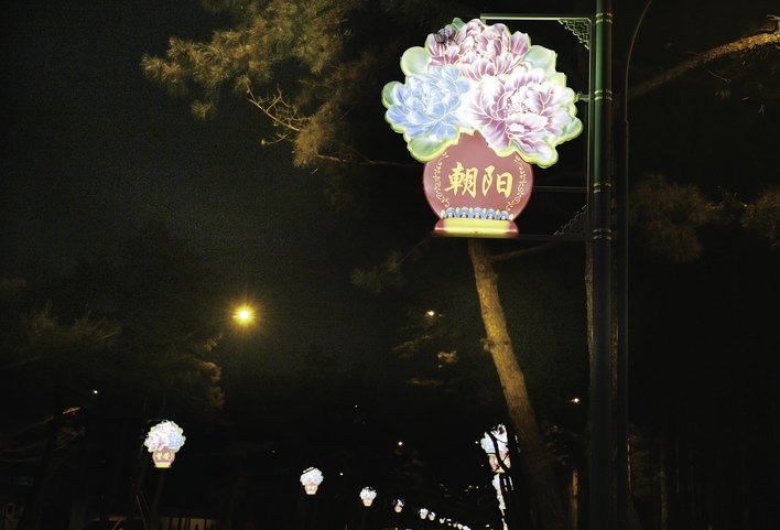 南湖大路上盛开的三色牡丹。