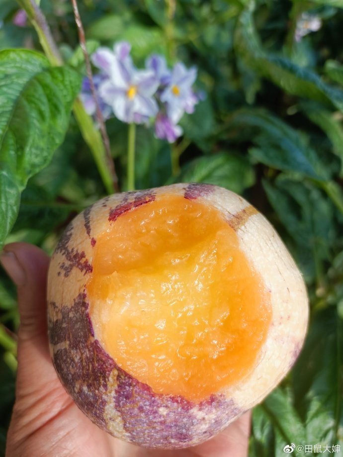 西北农村年味有多浓？从“田鼠大婶”日记里溢出来了