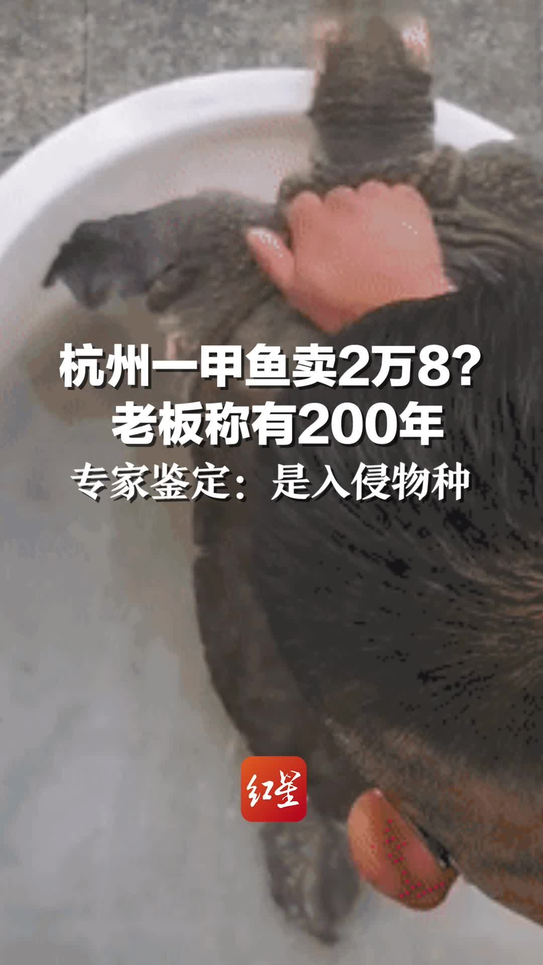 天价！杭州一甲鱼卖2万8？老板称有200年，专家鉴定：是入侵物种